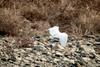 쇠백로 날다 Egretta garzetta garzetta (Little Egret in flight)