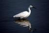 Little Egret (Egretta garzetta garzetta)