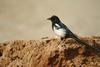 까치 Pica pica (Black-billed Magpie)