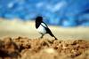 까치 Pica pica (Black-billed Magpie)