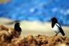 까치 Pica pica (Black-billed Magpie)