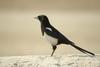 까치 Pica pica (Black-billed Magpie)