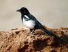 Black-billed Magpie (Pica pica)