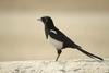 Black-billed Magpie (Pica pica)