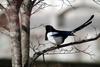 까치 Pica pica (Black-billed Magpie)