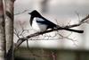 까치 Pica pica (Black-billed Magpie)