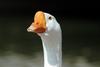 중국거위 Anser cygnoides (Swan Goose)