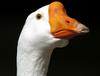 Swan Goose (Anser cygnoides)