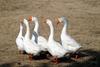 중국거위 Anser cygnoides (Swan Geese)