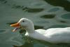 집오리(흰오리) Anas platyrhynchos domesticus (Domestic Duck)