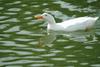 집오리(흰오리) Anas platyrhynchos domesticus (Domestic Duck)