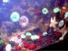 SEA ANEOMONES (REAL)