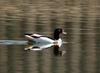 Common Shelduck (Tadorna tadorna)