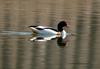 Common Shelduck (Tadorna tadorna)