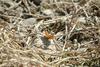 네발나비 Polygonia c-aureum (Asian Comma Butterfly)