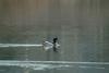 혹부리오리 Tadorna tadorna (Common Shelduck)