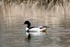 Common Shelduck (Tadorna tadorna)