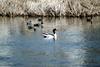 혹부리오리 Tadorna tadorna (Common Shelduck)