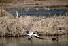 이륙하는 혹부리오리 Tadorna tadorna (Common Shelduck)