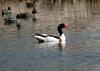 Common Shelduck (Tadorna tadorna)