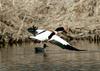 Common Shelduck in flight (Tadorna tadorna)