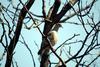 멧비둘기 Streptopelia orientalis (Oriental Turtle Dove)