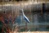 왜가리 Ardea cinerea (Gray Heron)