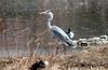 Grey Heron (Ardea cinerea)