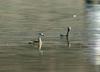 Little Grebes (Tachybaptus ruficollis)