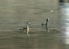 Little Grebes (Tachybaptus ruficollis)