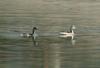 Little Grebes (Tachybaptus ruficollis)