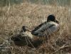 Mallard Ducks (Anas platyrhynchos)