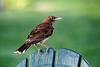 Pearly-eyed Thrasher (Margarops fuscatus)