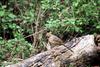 Canyon Towhee (Pipilo fuscus)