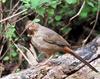 [Cropped] Canyon Towhee (Pipilo fuscus)