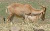 Barbary sheep