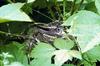 Grey-cheeked Thrush (Catharus minimus)