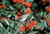 Hermit Thrush (Catharus guttatus)