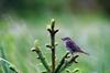 Hermit Thrush (Catharus guttatus)