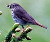 [Cropped] Hermit Thrush (Catharus guttatus)