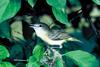 Bell's Vireo (Vireo bellii)