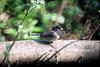 Dark-eyed Junco (Junco hyemalis)