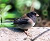 [Cropped] Dark-eyed Junco (Junco hyemalis)