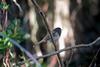 Dark-eyed Junco (Junco hyemalis)