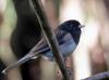 [Cropped] Dark-eyed Junco (Junco hyemalis)