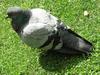 feral pigeon