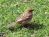 a HOUSE SPARROW (passer domesticus)