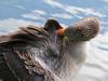 Greylag Goose