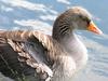 Greylag Goose