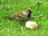 a house sparrow